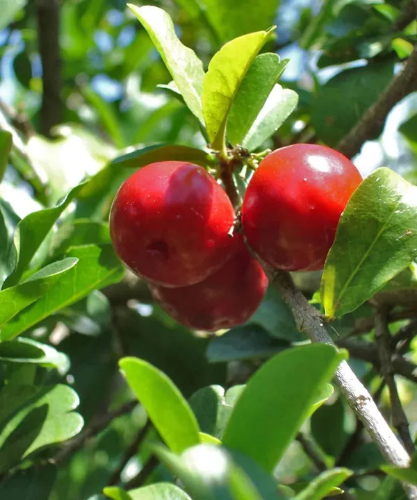 Barbados_Cherry_Plant_(Extremely_High_In_Vitamin_C)_Well_Watered_Hybrid_Barbados_Cherry_Plant_(Pack_Of_1)