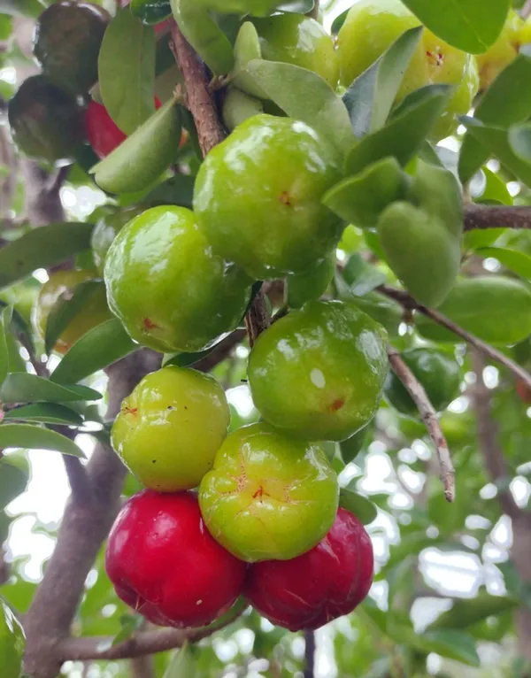 Barbados_Cherry_Plant_(Extremely_High_In_Vitamin_C)_Well_Watered_Hybrid_Barbados_Cherry_Plant_(Pack_Of_1)