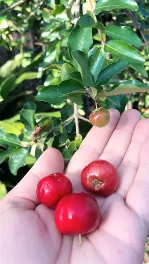 Barbados_Cherry_Plant_(Extremely_High_In_Vitamin_C)_Well_Watered_Hybrid_Barbados_Cherry_Plant_(Pack_Of_1)
