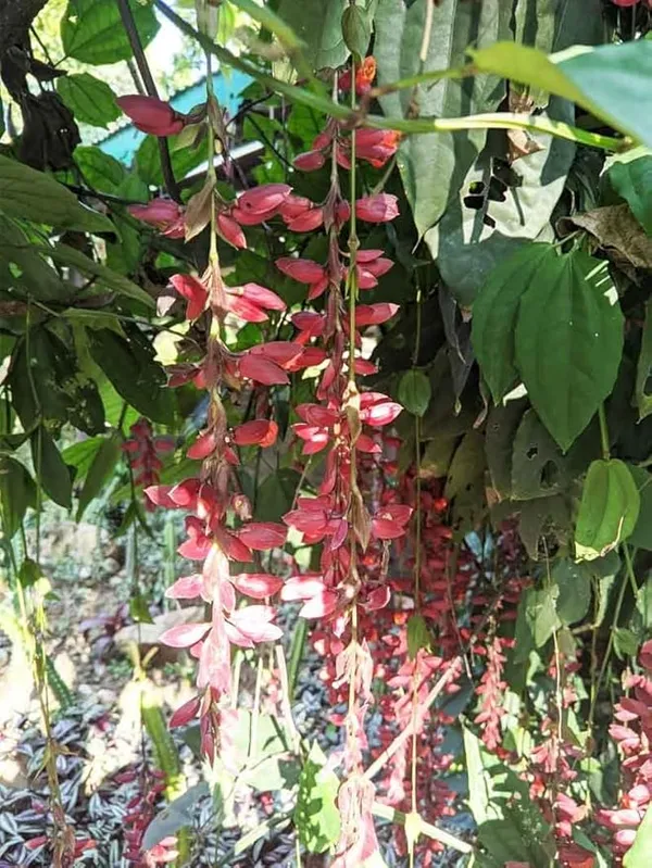 Basor_lata/Scarlet_Clock_Vine_Climbers_Flower_Plant_For_Home_Decor/Garden_Thunbergia_coccinea_Flower_Plant