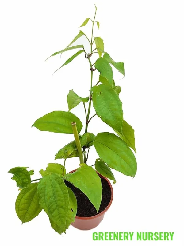 Basor_lata/Scarlet_Clock_Vine_Climbers_Flower_Plant_For_Home_Decor/Garden_Thunbergia_coccinea_Flower_Plant