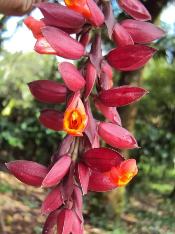 Basor_lata/Scarlet_Clock_Vine_Climbers_Flower_Plant_For_Home_Decor/Garden_Thunbergia_coccinea_Flower_Plant