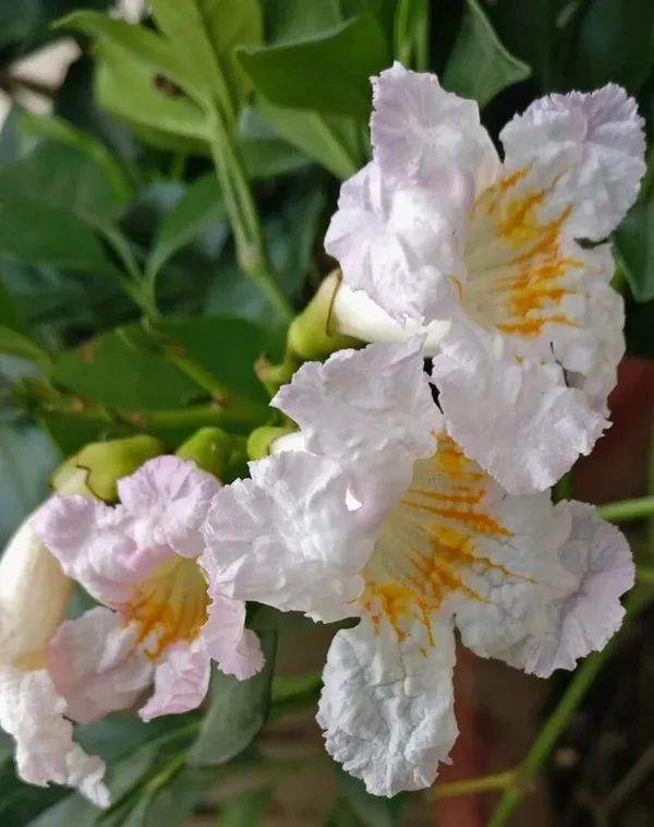 Beautiful_China_Doll_White_Flowering_Plant_For_Your_Sweet_Home_Garden_China_Doll_Plant_(Height_1.5-3.5_Ft)_Suitable_Location_Indoor/Outdoor_(Hybrid,_Pack_Of_1)