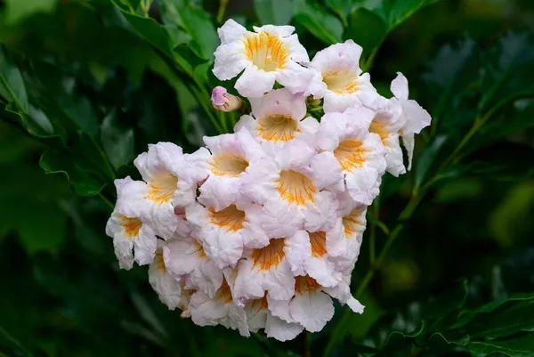 Beautiful_China_Doll_White_Flowering_Plant_For_Your_Sweet_Home_Garden_China_Doll_Plant_(Height_1.5-3.5_Ft)_Suitable_Location_Indoor/Outdoor_(Hybrid,_Pack_Of_1)