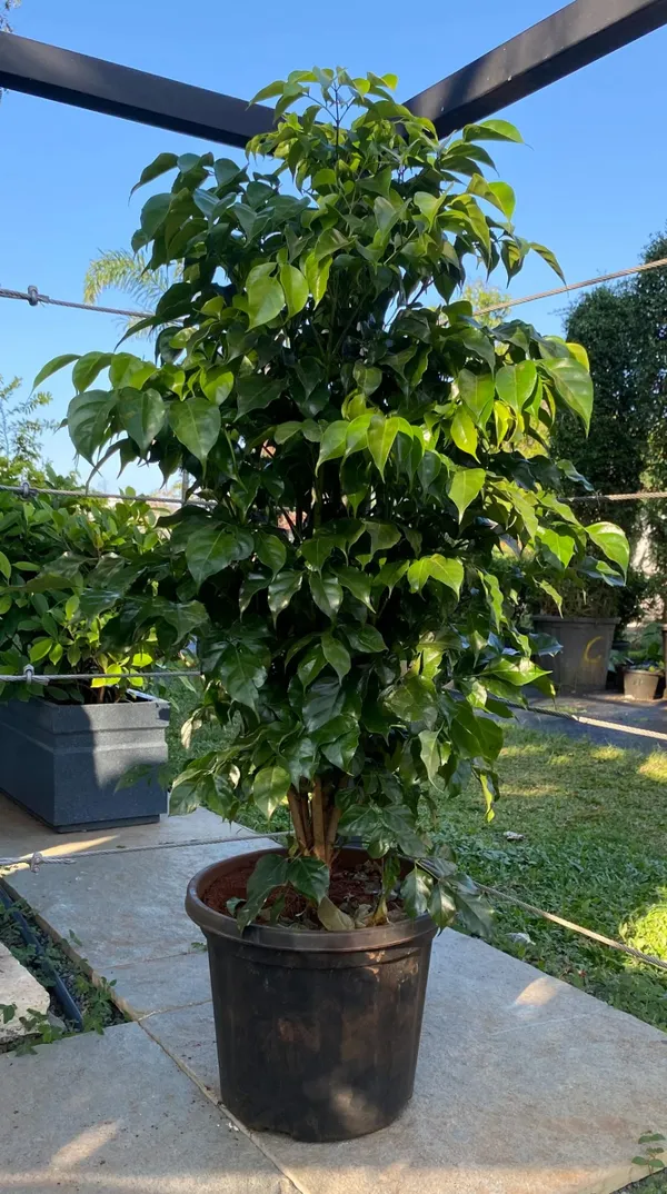 Beautiful_China_Doll_White_Flowering_Plant_For_Your_Sweet_Home_Garden_China_Doll_Plant_(Height_1.5-3.5_Ft)_Suitable_Location_Indoor/Outdoor_(Hybrid,_Pack_Of_1)