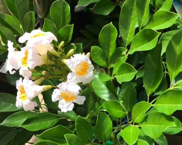 Beautiful_China_Doll_White_Flowering_Plant_For_Your_Sweet_Home_Garden_China_Doll_Plant_(Height_1.5-3.5_Ft)_Suitable_Location_Indoor/Outdoor_(Hybrid,_Pack_Of_1)