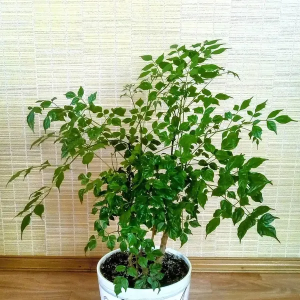 Beautiful_China_Doll_White_Flowering_Plant_For_Your_Sweet_Home_Garden_China_Doll_Plant_(Height_1.5-3.5_Ft)_Suitable_Location_Indoor/Outdoor_(Hybrid,_Pack_Of_1)