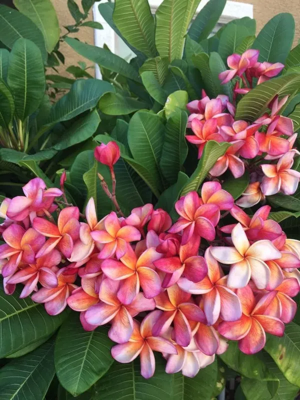 Beautiful_Kathgolap/Plumeria_Flowering_Plant_&_Tree_(1.5-3.5_Ft_Height)_For_Home_Garden,_Pack_Of_1