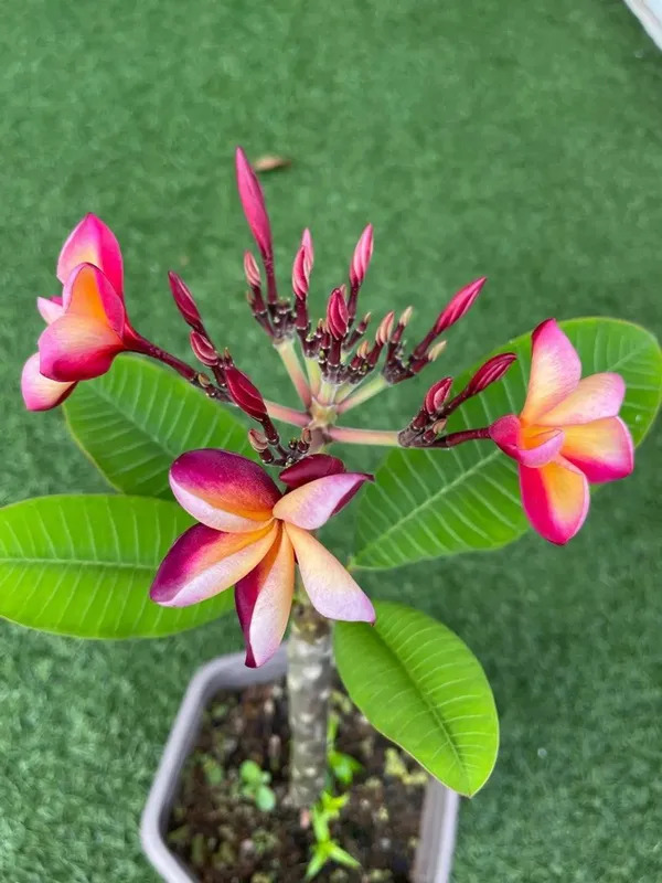 Beautiful_Kathgolap/Plumeria_Flowering_Plant_&_Tree_(1.5-3.5_Ft_Height)_For_Home_Garden,_Pack_Of_1