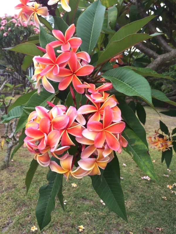 Beautiful_Kathgolap/Plumeria_Flowering_Plant_&_Tree_(1.5-3.5_Ft_Height)_For_Home_Garden,_Pack_Of_1