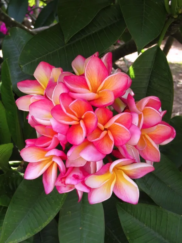 Beautiful_Kathgolap/Plumeria_Flowering_Plant_&_Tree_(1.5-3.5_Ft_Height)_For_Home_Garden,_Pack_Of_1