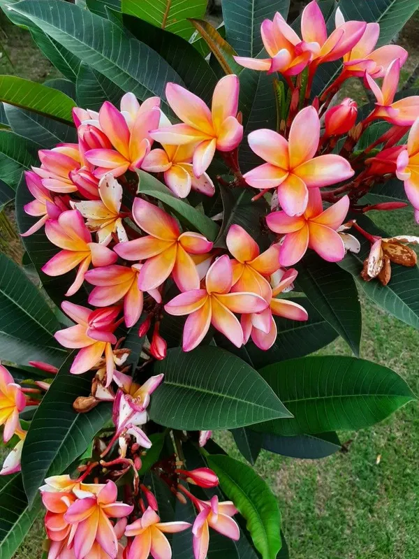 Beautiful_Kathgolap/Plumeria_Flowering_Plant_&_Tree_(1.5-3.5_Ft_Height)_For_Home_Garden,_Pack_Of_1