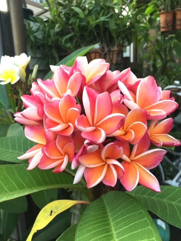 Beautiful_Kathgolap/Plumeria_Flowering_Plant_&_Tree_(1.5-3.5_Ft_Height)_For_Home_Garden,_Pack_Of_1