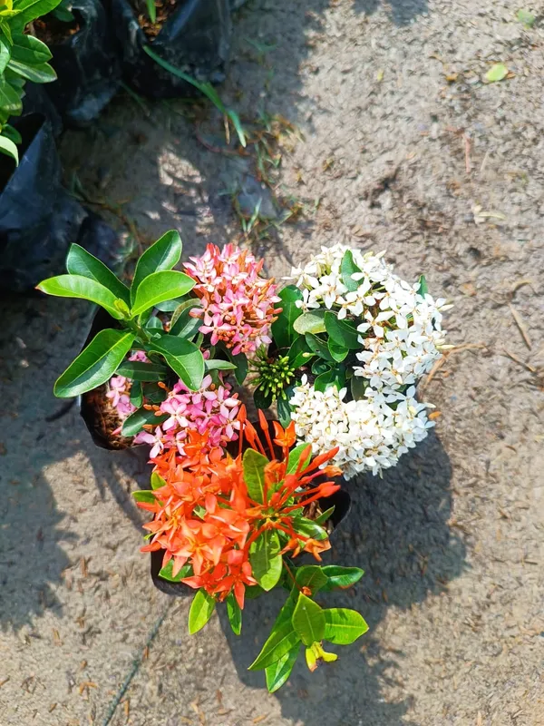 Beautiful_Mini_Rangan_Flower_Plant_Rangana_Flower_(COMBO_Pack_Of_1Color)_Plant