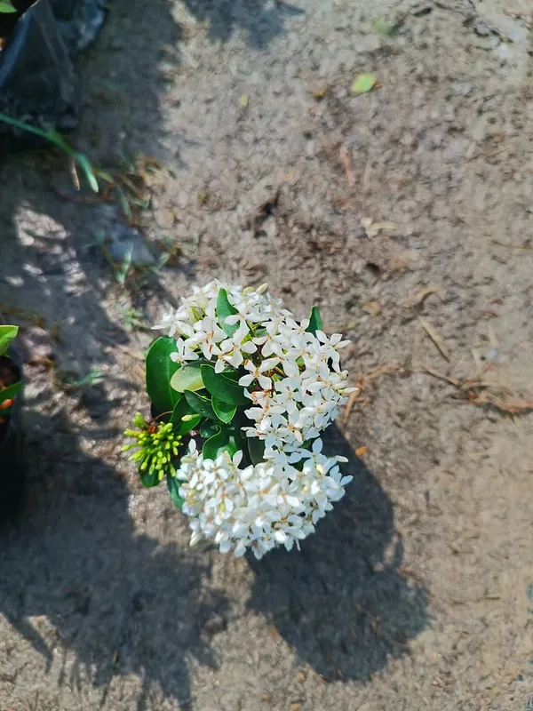 Beautiful_Mini_Rangan_Flower_Plant_Rangana_Flower_(COMBO_Pack_Of_1_Color)_Plant_Good_Variety