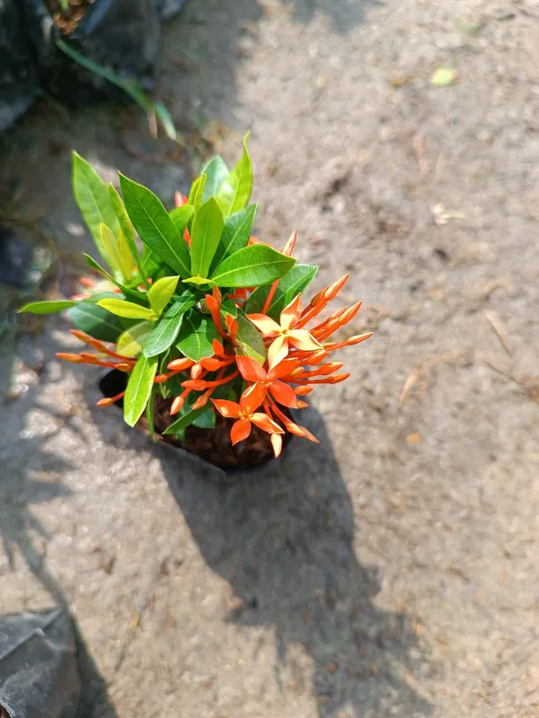 Beautiful_Mini_Rangan_Flower_Plant_Rangana_Flower_(COMBO_Pack_Of_1_Color)_Plant_Good_Variety