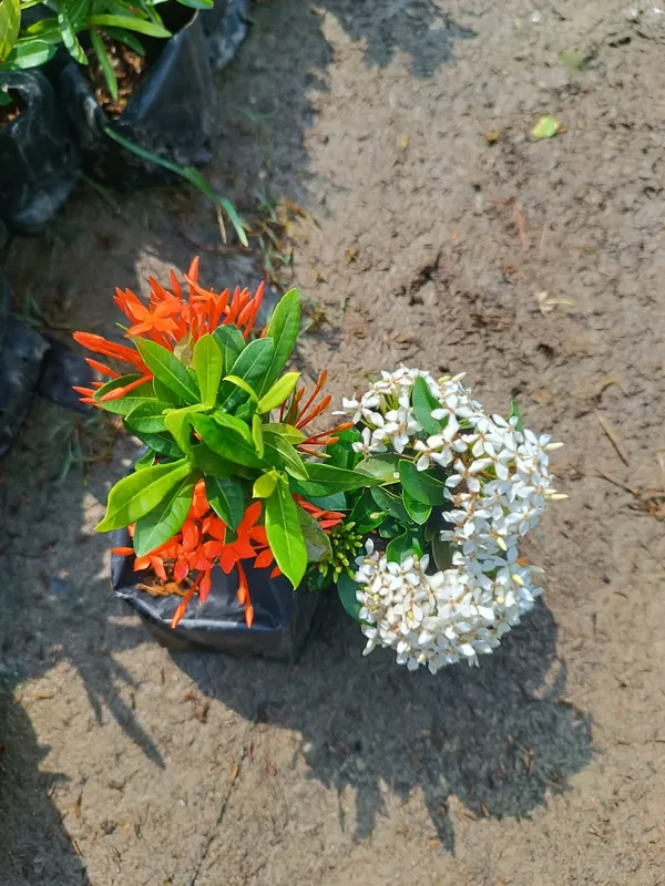 Beautiful_Mini_Rangan_Flower_Plant_Rangana_Flower_(COMBO_Pack_Of_1_Color)_Plant_Good_Variety