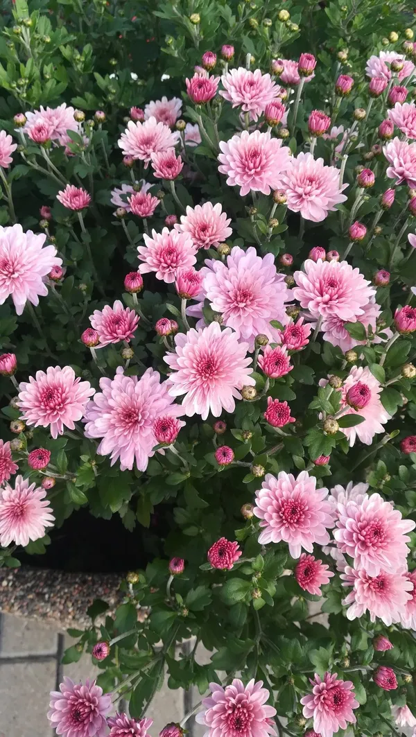 Beautiful_Pink_Chrysanthemum/Chandramallika__Flower_Plant_&_Tree_(1.5-3.5_Ft_Height)_For_Your_Sweet_Home_Gardening_(Hybrid,_Pack_Of_1)