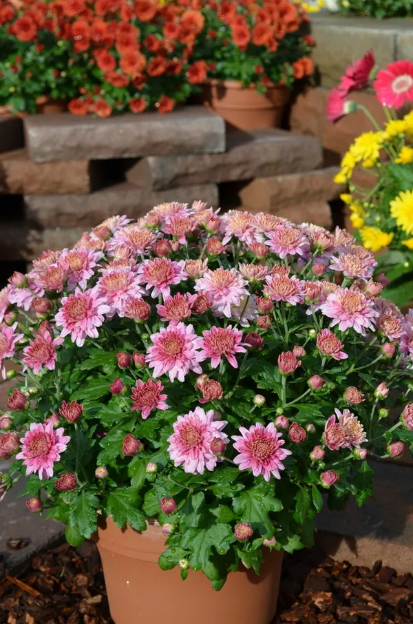 Beautiful_Pink_Chrysanthemum/Chandramallika__Flower_Plant_&_Tree_(1.5-3.5_Ft_Height)_For_Your_Sweet_Home_Gardening_(Hybrid,_Pack_Of_1)