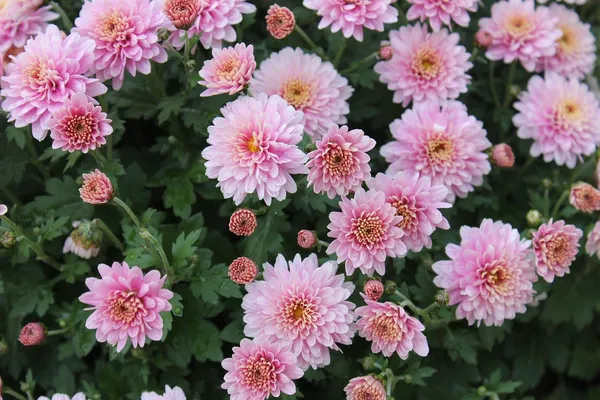 Beautiful_Pink_Chrysanthemum/Chandramallika__Flower_Plant_&_Tree_(1.5-3.5_Ft_Height)_For_Your_Sweet_Home_Gardening_(Hybrid,_Pack_Of_1)