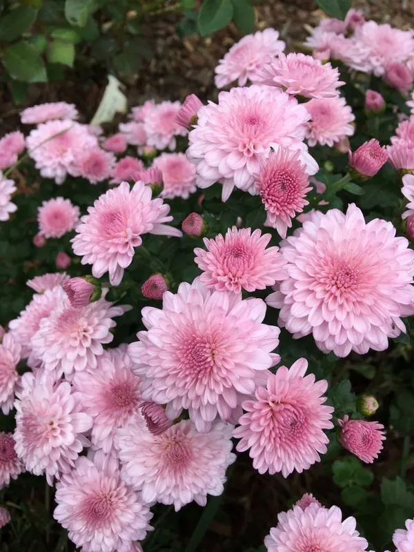 Beautiful_Pink_Chrysanthemum/Chandramallika__Flower_Plant_&_Tree_(1.5-3.5_Ft_Height)_For_Your_Sweet_Home_Gardening_(Hybrid,_Pack_Of_1)