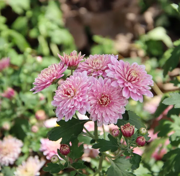Beautiful_Pink_Chrysanthemum/Chandramallika__Flower_Plant_&_Tree_(1.5-3.5_Ft_Height)_For_Your_Sweet_Home_Gardening_(Hybrid,_Pack_Of_1)