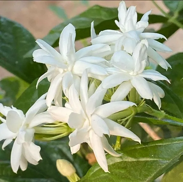 Beautiful_White_Jasmine_Plant_(With_a_Strong_Fragrance)_For_Home_Gardening,_Pack_Of_1