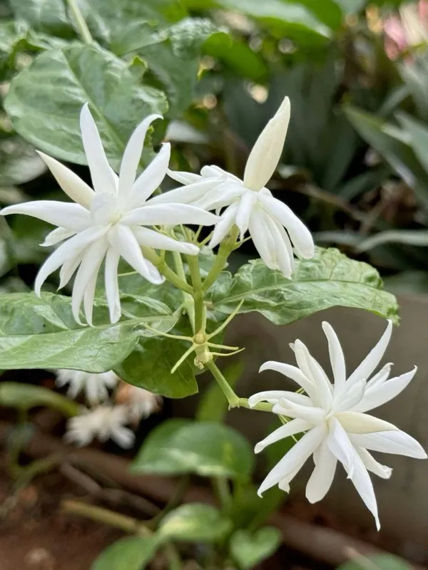 Beautiful_White_Jasmine_Plant_(With_a_Strong_Fragrance)_For_Home_Gardening,_Pack_Of_1