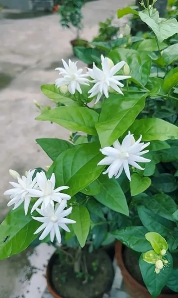 Beautiful_White_Jasmine_Plant_(With_a_Strong_Fragrance)_For_Home_Gardening,_Pack_Of_1