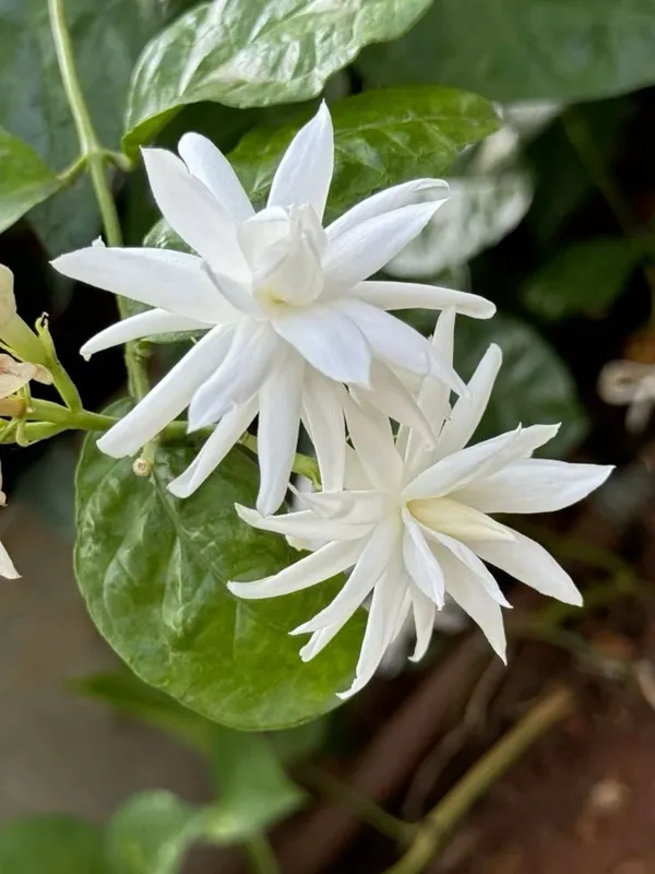 Beautiful_White_Jasmine_Plant_(With_a_Strong_Fragrance)_For_Home_Gardening,_Pack_Of_1