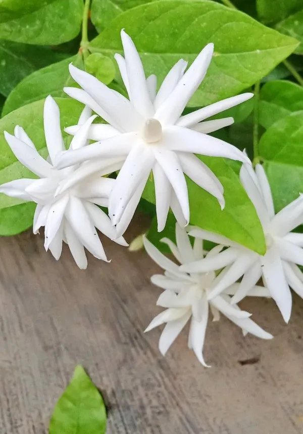 Beautiful_White_Jasmine_Plant_(With_a_Strong_Fragrance)_For_Home_Gardening,_Pack_Of_1