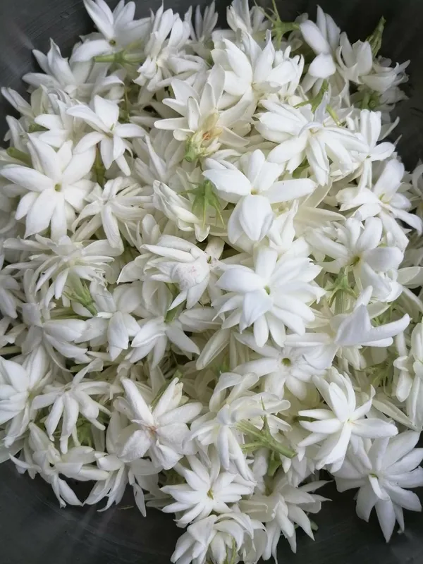 Beautiful_White_Jasmine_Plant_(With_a_Strong_Fragrance)_For_Home_Gardening,_Pack_Of_1