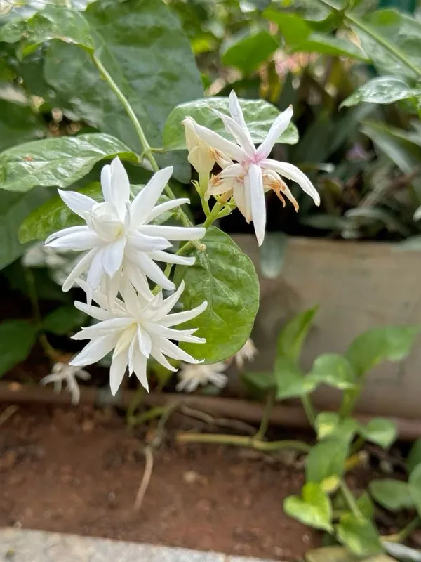 Beautiful_White_Jasmine_Plant_(With_a_Strong_Fragrance)_For_Home_Gardening,_Pack_Of_1