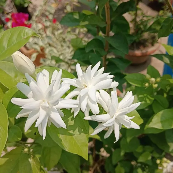 Greenery Nursery Beautiful White Jasmine Plant (With a Strong
