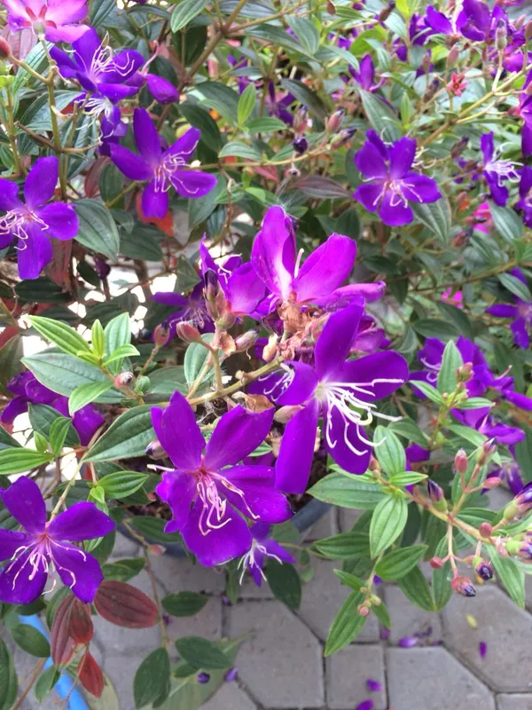 Begum_Bahar_Shrub_Flower_Plant_For_Your_Sweet_Home_Decor/Bush/Gardening_Tibouchina_Urvilleana_Flower_Plant_(1.5-3.5_Ft_Height)_Pack_Of_1