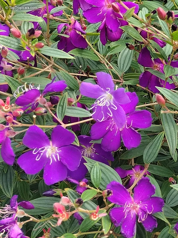Begum_Bahar_Shrub_Flower_Plant_For_Your_Sweet_Home_Decor/Bush/Gardening_Tibouchina_Urvilleana_Flower_Plant_(1.5-3.5_Ft_Height)_Pack_Of_1