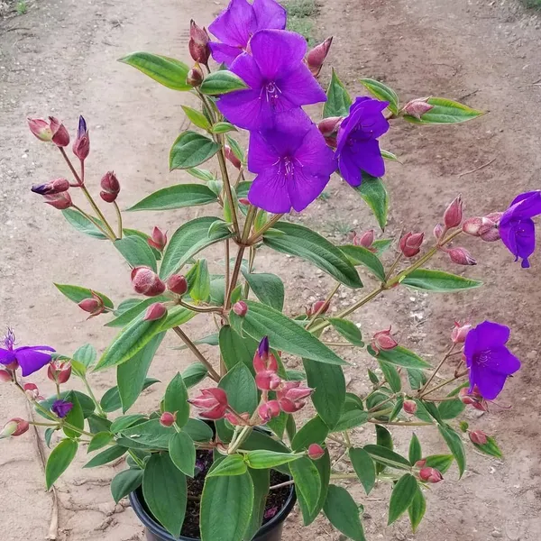 Begum_Bahar_Shrub_Flower_Plant_For_Your_Sweet_Home_Decor/Bush/Gardening_Tibouchina_Urvilleana_Flower_Plant_(1.5-3.5_Ft_Height)_Pack_Of_1