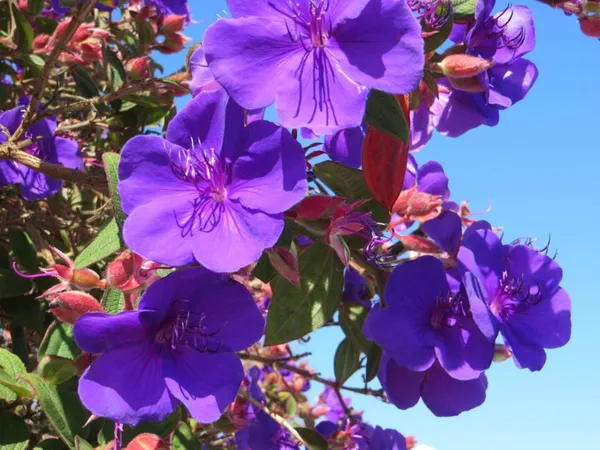 Begum_Bahar_(Tibouchina_Urvilleana)_Ready_To_Flower_Plant_&_Tree_For_Your_Home_Decor/Garden_(Pack_Of_1)