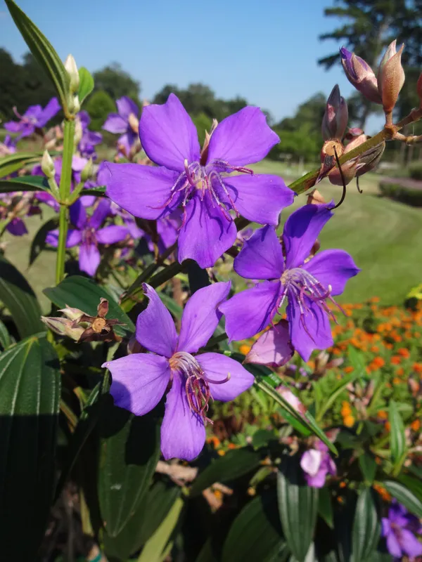 Begum_Bahar_(Tibouchina_Urvilleana)_Ready_To_Flower_Plant_&_Tree_For_Your_Home_Decor/Garden_(Pack_Of_1)