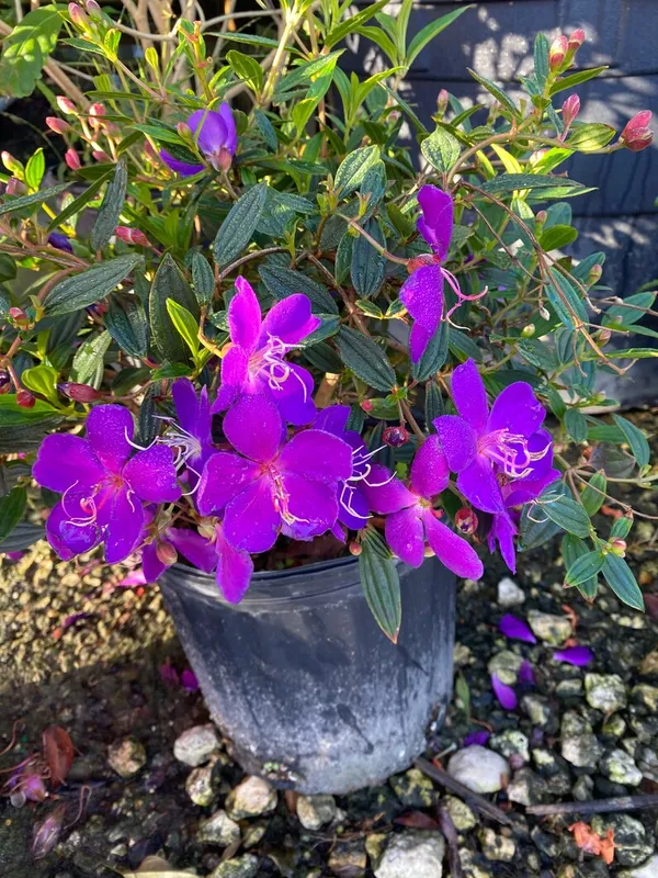 Begum_Bahar_(Tibouchina_Urvilleana)_Ready_To_Flower_Plant_&_Tree_For_Your_Home_Decor/Garden_(Pack_Of_1)