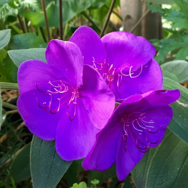 Begum_Bahar_(Tibouchina_Urvilleana)_Ready_To_Flower_Plant_&_Tree_For_Your_Home_Decor/Garden_(Pack_Of_1)