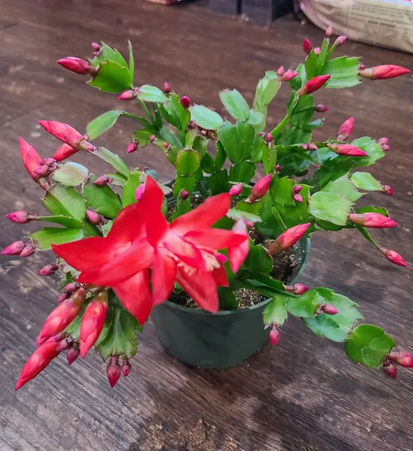 Best_Houseplant_Christmas_Cactus_(Red)_Flowering_Plant_For_Home_Decor/Garden_(Pack_Of_1)