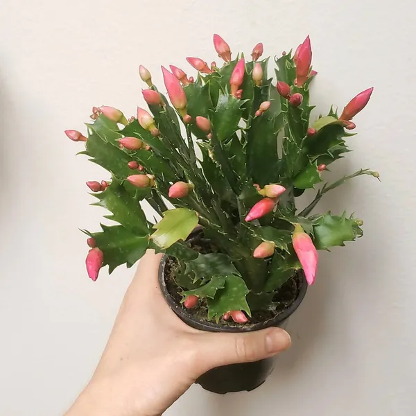 Best_Houseplant_Christmas_Cactus_(Red)_Flowering_Plant_For_Home_Decor/Garden_(Pack_Of_1)