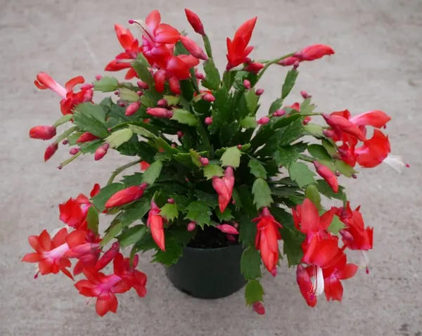 Best_Houseplant_Christmas_Cactus_(Red)_Flowering_Plant_For_Home_Decor/Garden_(Pack_Of_1)