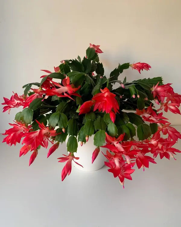 Best_Houseplant_Christmas_Cactus_(Red)_Flowering_Plant_For_Home_Decor/Garden_(Pack_Of_1)
