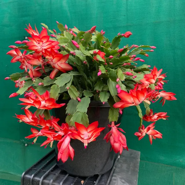 Best_Houseplant_Christmas_Cactus_(Red)_Flowering_Plant_For_Home_Decor/Garden_(Pack_Of_1)