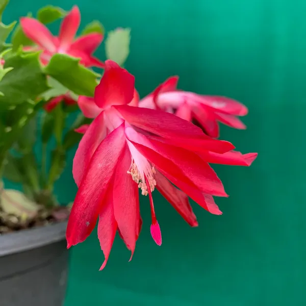 Best_Houseplant_Christmas_Cactus_(Red)_Flowering_Plant_For_Home_Decor/Garden_(Pack_Of_1)