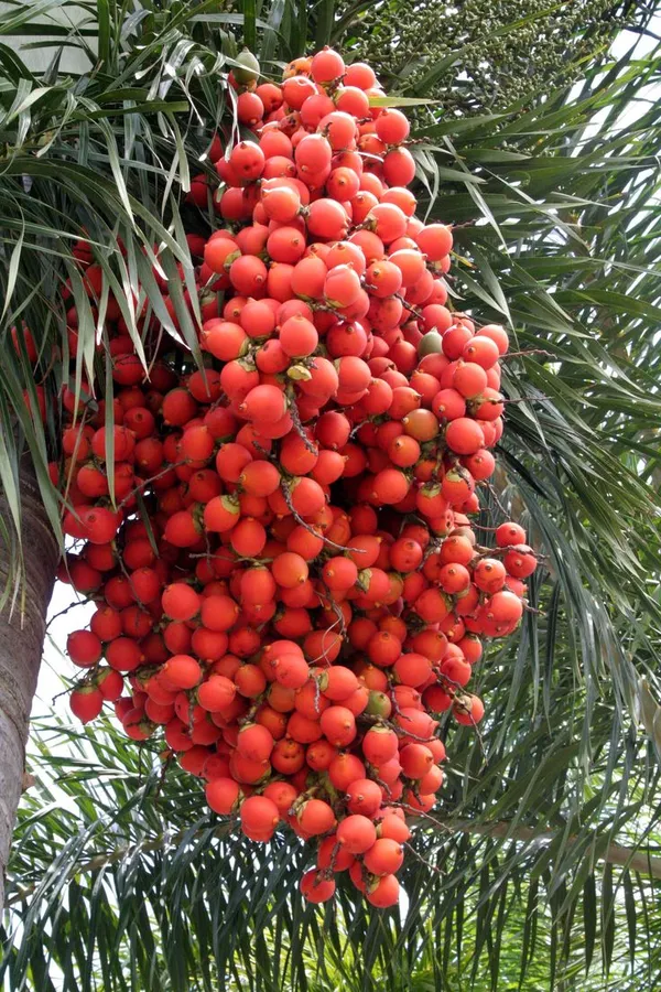Betel_Nut/Supari_Fruit_Plant_&_Tree_For_Garden_(1.5-3.5_Ft_Height)_Pack_Of_1