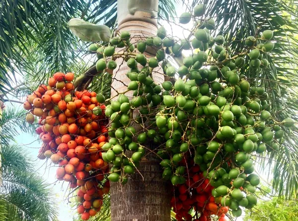 Betel_Nut/Supari_Fruit_Plant_&_Tree_For_Garden_(1.5-3.5_Ft_Height)_Pack_Of_1