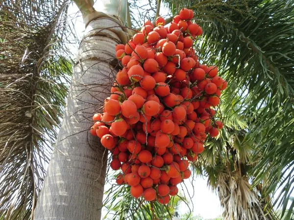 Betel_Nut/Supari_Fruit_Plant_&_Tree_For_Garden_(1.5-3.5_Ft_Height)_Pack_Of_1